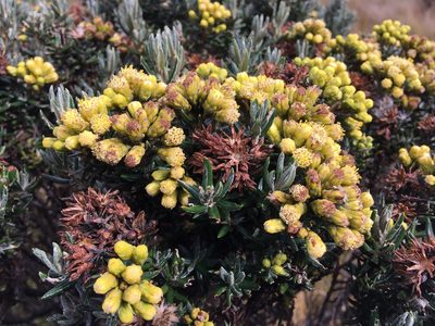 Pentacalia vernicosa, photographed by Fabien Anthelme