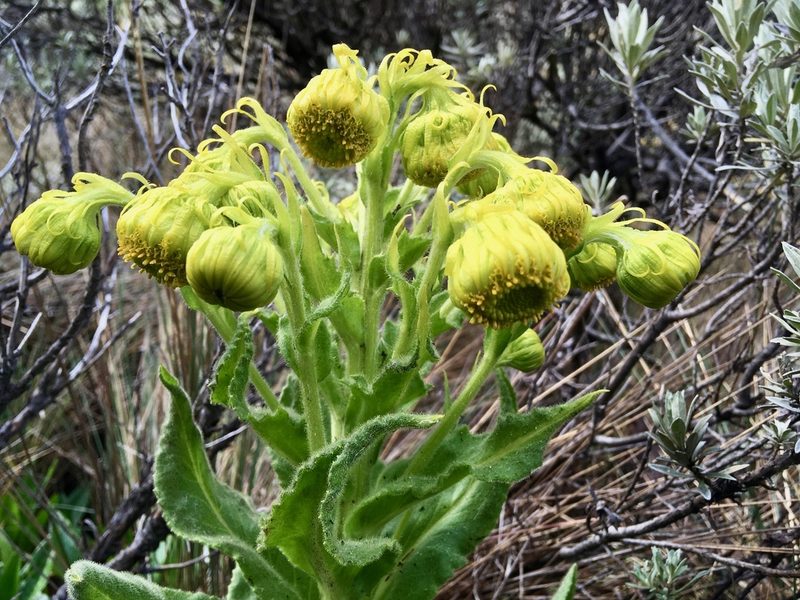 Senecio isabelis, photographed by Fabien Anthelme