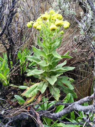 Senecio isabelis, photographed by Fabien Anthelme