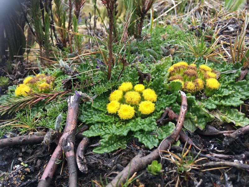 Senecio repens, photographed by Fabien Anthelme