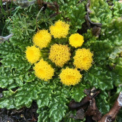 Senecio repens, photographed by Fabien Anthelme