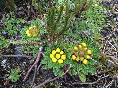 Senecio repens, photographed by Fabien Anthelme