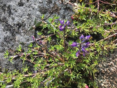 Lupinus microphyllus, photographed by Fabien Anthelme