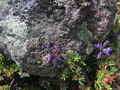 Lupinus microphyllus, photographed by Fabien Anthelme