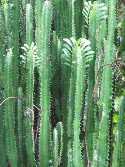 Euphorbia trigona, photographed by Diogo Luiz