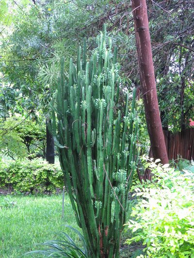 Euphorbia trigona, photographed by Diogo Luiz