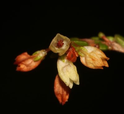 Erica multiflexuosa, photographed by Brian du Preez