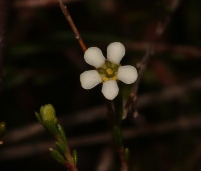 Coleonema juniperinum, photographed by Brian du Preez