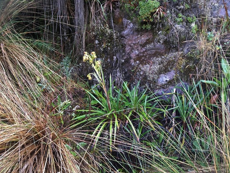 Senecio comosus, photographed by Fabien Anthelme