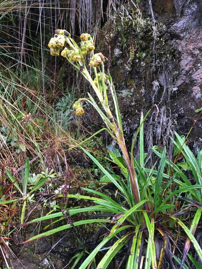 Senecio comosus, photographed by Fabien Anthelme