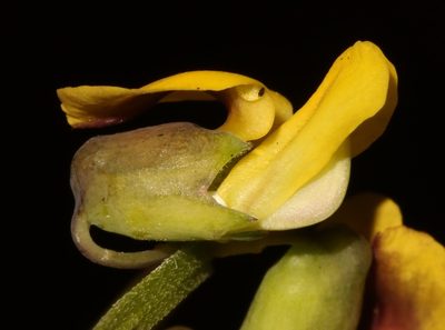 Wiborgiella inflata, photographed by Brian du Preez