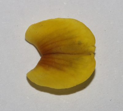 Wiborgiella inflata, photographed by Brian du Preez