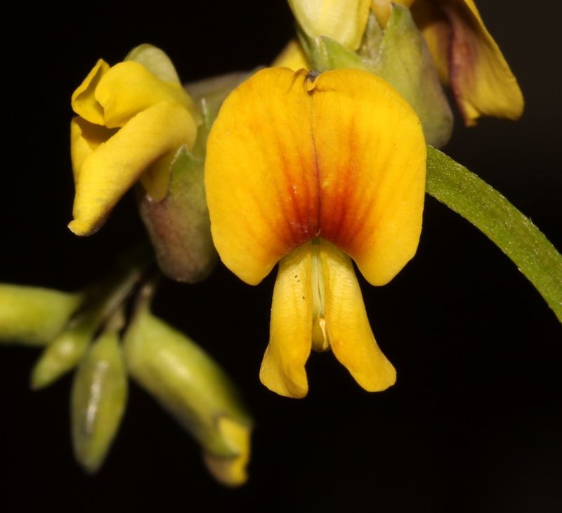 Wiborgiella inflata, photographed by Brian du Preez