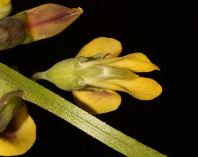 Wiborgiella inflata, photographed by Brian du Preez