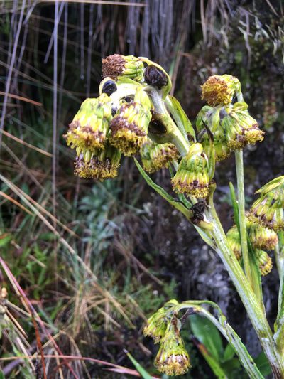 Senecio comosus, photographed by Fabien Anthelme