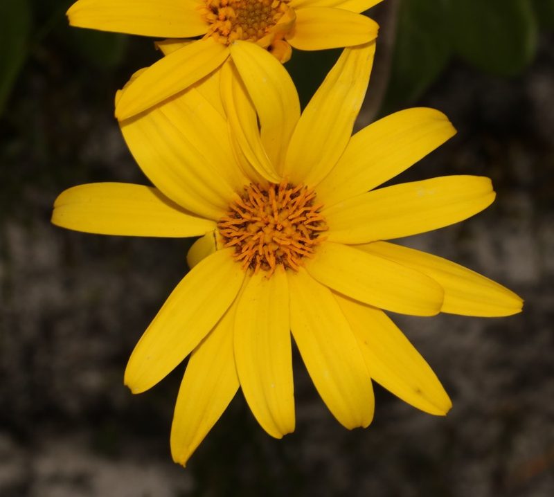 Capelio caledonica, photographed by Brian du Preez