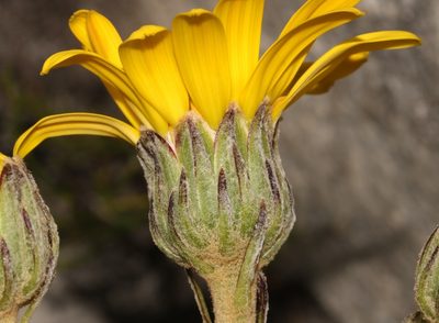 Capelio caledonica, photographed by Brian du Preez