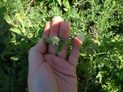 Convolvulus crenatifolius, photographed by demianlescano