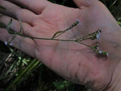 Verbena montevidensis, photographed by demianlescano