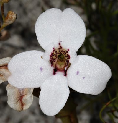 Disa fasciata, photographed by Brian du Preez