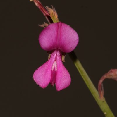 Indigofera ionii, photographed by Brian du Preez