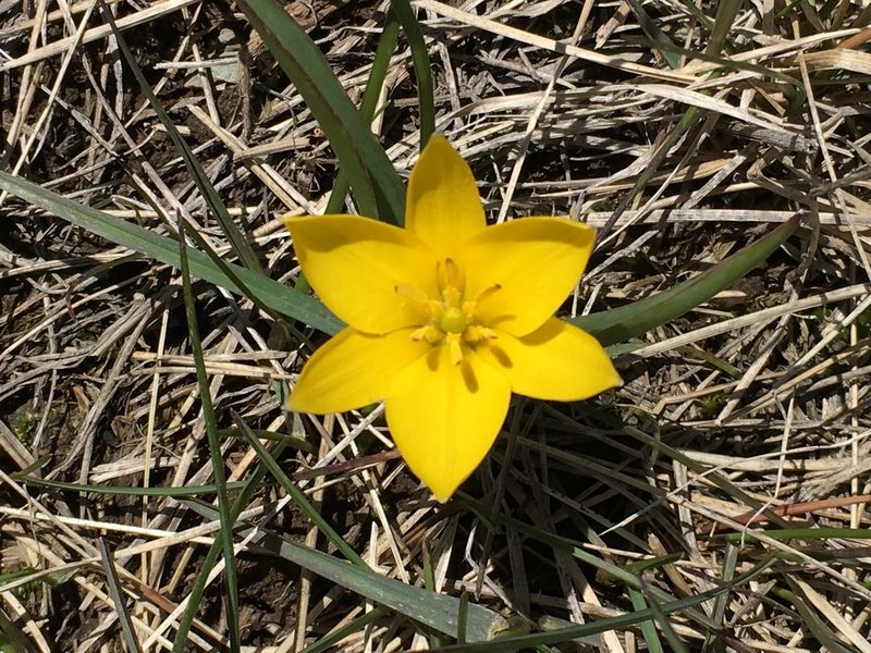 Tulipa dasystemon, photographed by desertnaturalist