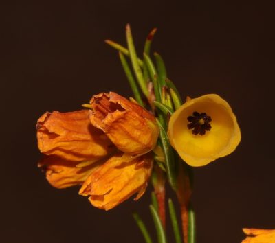 Erica campanularis, photographed by Brian du Preez