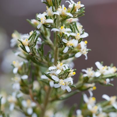 Olearia ramulosa, photographed by Kym Nicolson