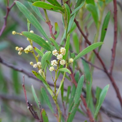 Acacia uncifolia, photographed by Kym Nicolson