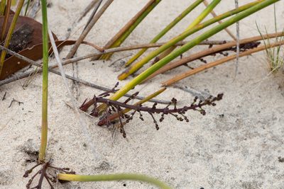 Lomandra micrantha, photographed by Kym Nicolson