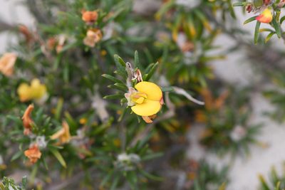 Phyllota pleurandroides, photographed by Kym Nicolson