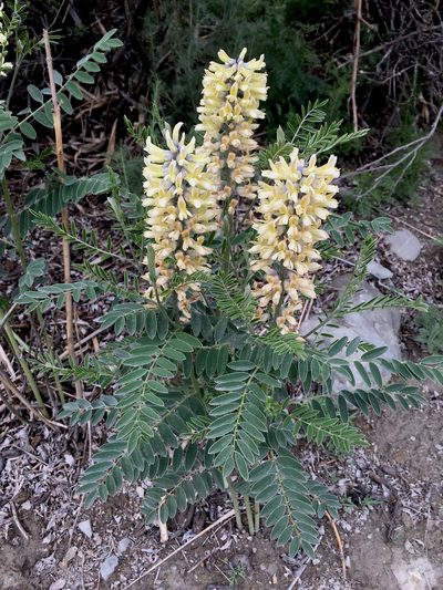 Sophora alopecuroides, photographed by desertnaturalist