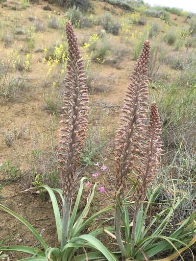 Eremurus inderiensis, photographed by desertnaturalist