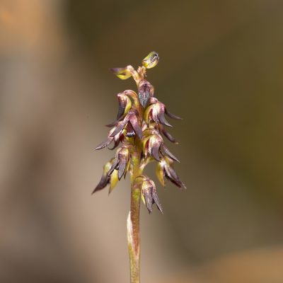 Genoplesium rufum, photographed by Kym Nicolson