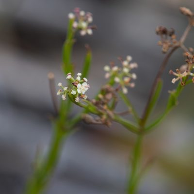 Platysace heterophylla, photographed by Kym Nicolson