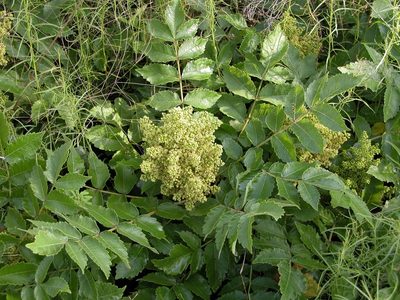Rhus michauxii, photographed by Alpha Wolf
