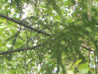 Picea jezoensis, photographed by M. Socorro González Elizondo