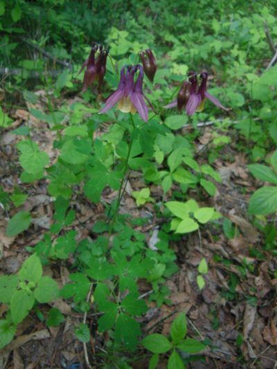 Aquilegia oxysepala, photographed by M. Socorro González Elizondo