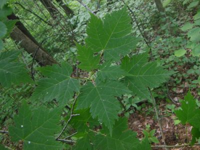 Acer ukurunduense, photographed by M. Socorro González Elizondo