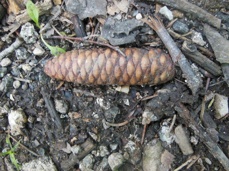 Picea koraiensis, photographed by M. Socorro González Elizondo