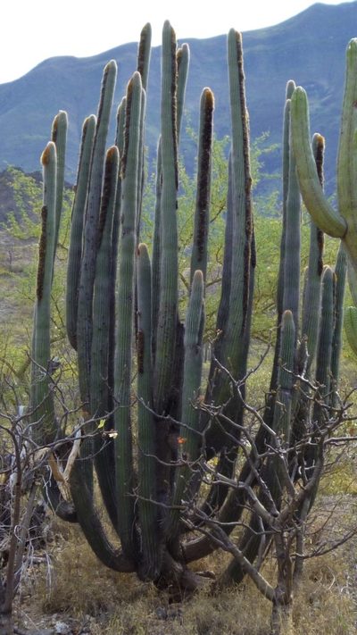 Espostoa superba, photographed by Carlos Otávio Gussoni