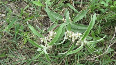 Asclepias emoryi, photographed by Tamara T