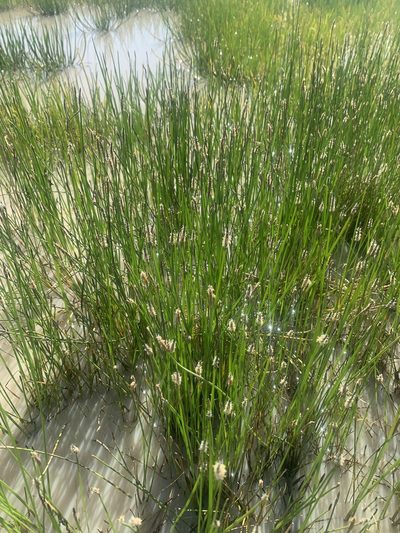 Eleocharis macrostachya, photographed by Jim Riley