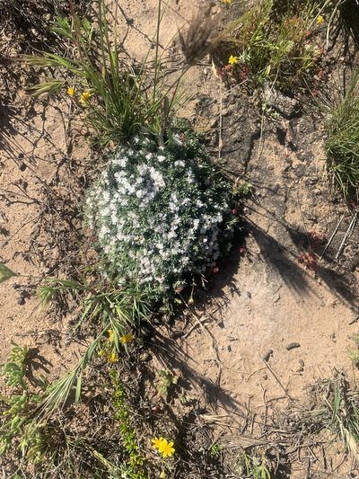 Eriogonum fastigiatum, photographed by Jim Riley