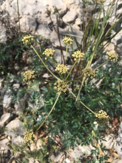 Cymopterus longiradiatus, photographed by Bob Nieman