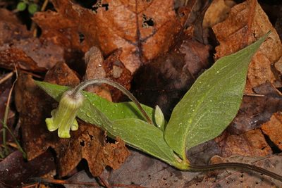 Clematis ochroleuca, photographed by Judy Gallagher