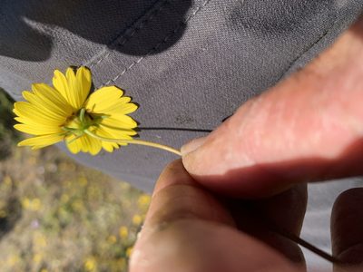 Coreopsis californica, photographed by Jim Riley