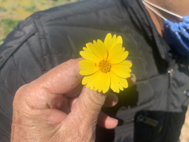 Coreopsis californica, photographed by Jim Riley