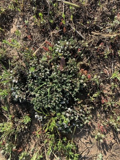 Eriogonum fastigiatum, photographed by Jim Riley