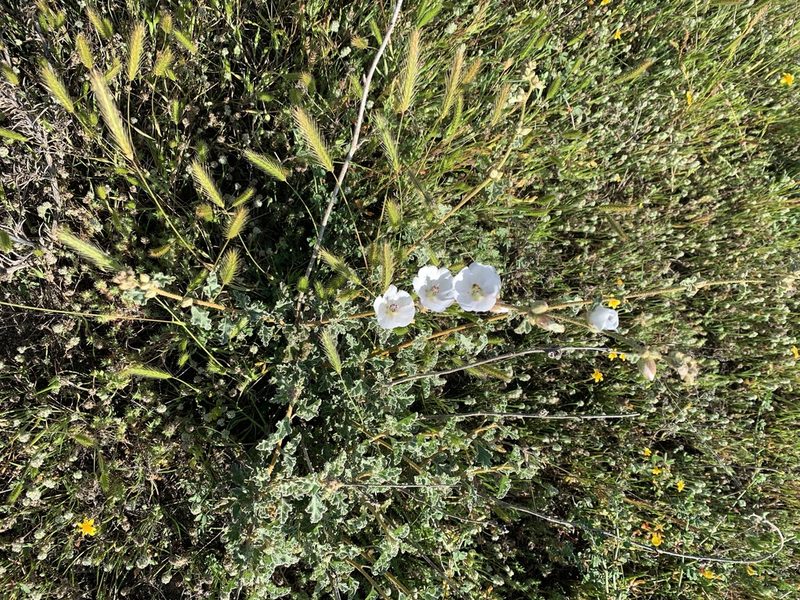 Sphaeralcea fulva, photographed by Jim Riley